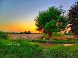 pond